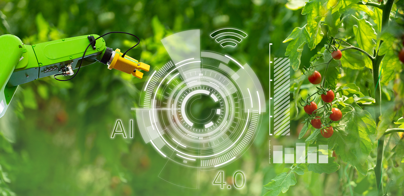 机器人正在温室里和西红柿一起工作。智慧农业和数字农业4.0.jpg
