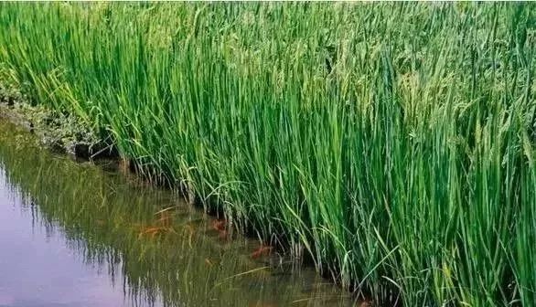 1540804326147155.jpeg 14.jpeg