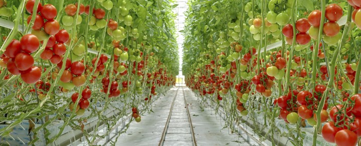 1596162270121850.jpg 果菜工厂化.jpg