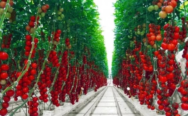 1596162340109664.jpg 岩棉栽培2.jpg