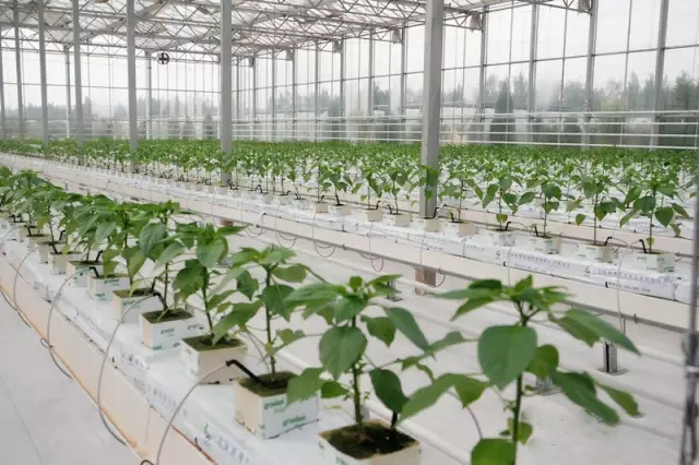 1596162351408456.jpg 640.webp.jpg