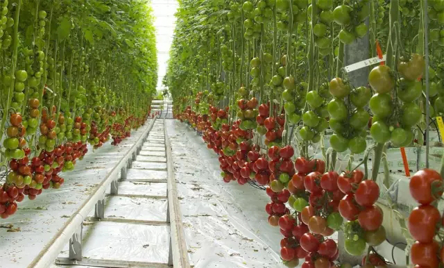 1596162383215094.jpg 荷兰模式岩棉栽培.jpg