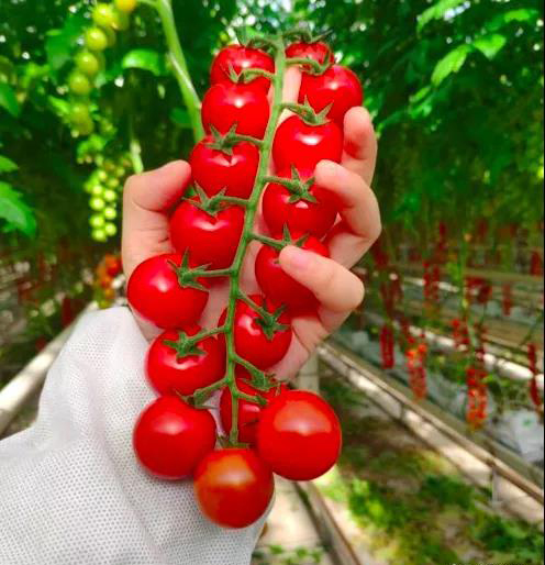 1596162460784576.jpg 采收.jpg