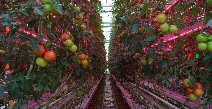 1596162702486405.jpg 光照小.jpg