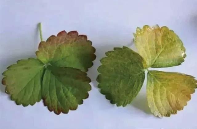 1605602386623824.jpg 1氮.jpg