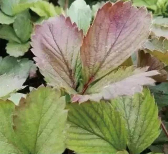 1605602396188605.jpg 2磷.jpg