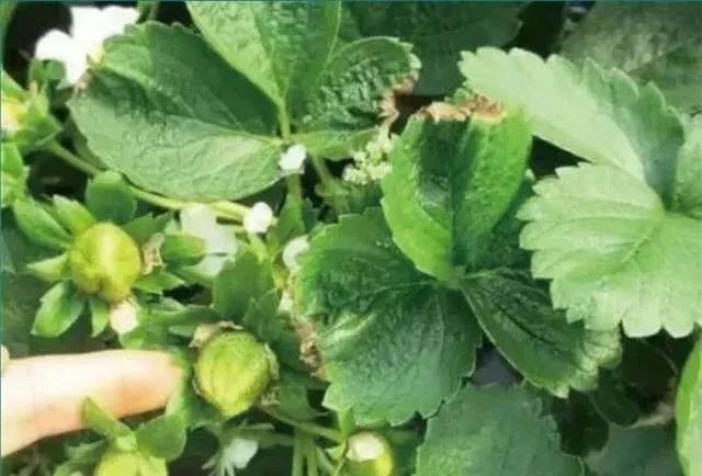 1605602443357568.jpg 4钙.jpg