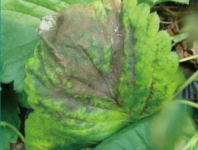 1605602489894523.jpg 5镁.jpg