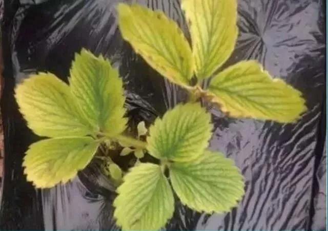 1605602500234159.jpg 6铁.jpg