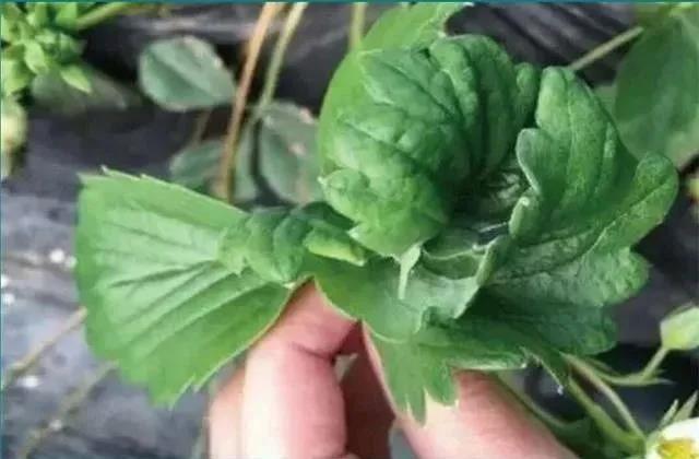 1605602531894927.jpg 7硼元素.jpg