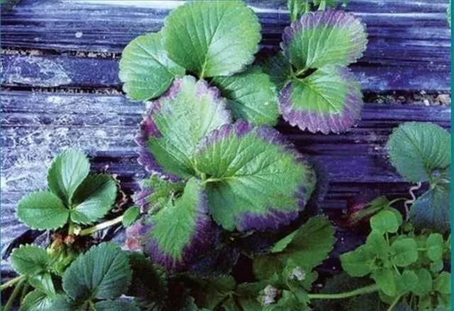 1605602579680517.jpg 9锰元素.jpg