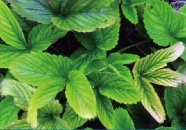 1605602594938399.jpg 8锌元素.jpg