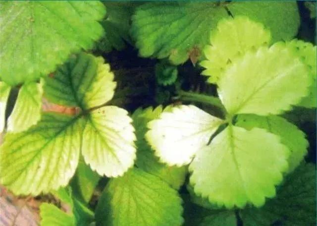 1605602674802172.jpg 12硫元素.jpg