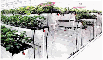 1605754585858143.png 可调节式.png