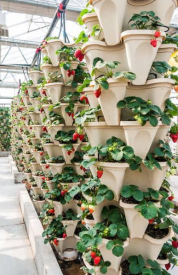 1605754628288289.png 9.png